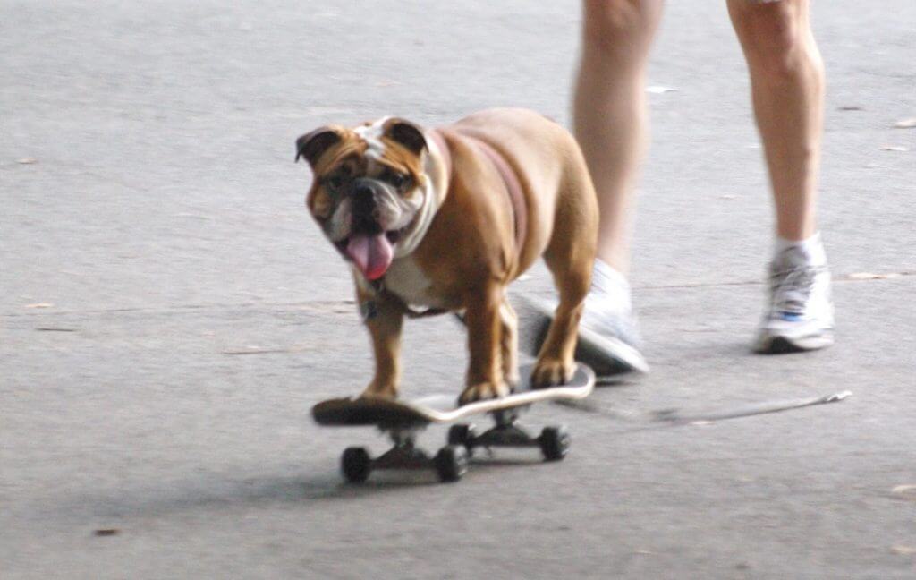 Best Skateboard for Dogs: English & French Bulldogs (Riding & Pulling)